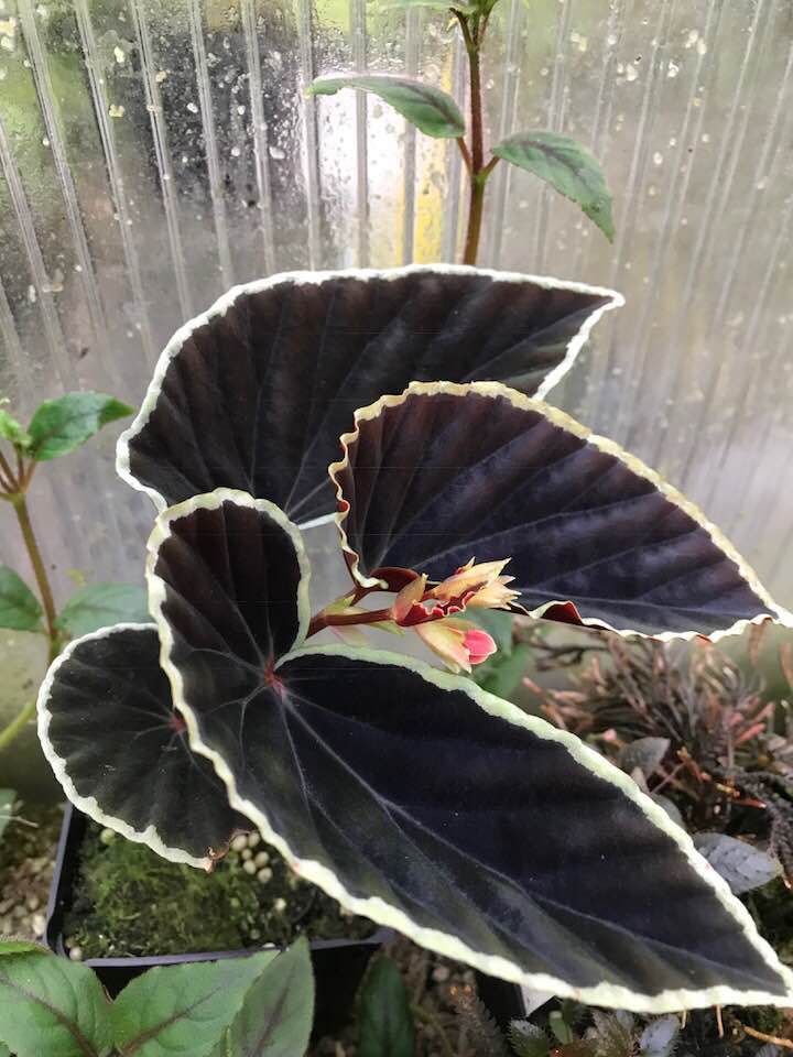 B. darthvaderiana